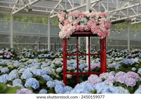 A rich and blooming hydrangea garden, a photo zone set up for taking pictures.