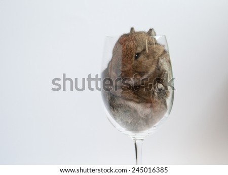 Funny miniature brown rabbit sitting in the glass