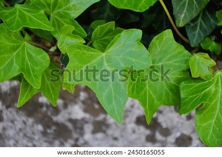 health green leaves - green nature background  Royalty-Free Stock Photo #2450165055