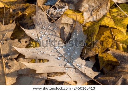 natural autumn background. raindrops close-up on a fallen oak leaf, yellow leaves lie on the ground, Royalty-Free Stock Photo #2450165413