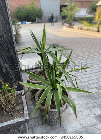 Evergreen chlorophytum laxum plant view with black Flowers clay pot,this Picture is Showing flowery tree,the plant has green leaves with yellow lines,the Shape is protruding like a sowrd