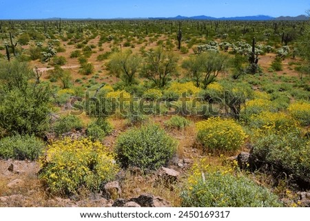 The Vast Sonora desert in central Arizona USA on a early spring morning wildflowers Brittlebush and Texas Bluebonnets Royalty-Free Stock Photo #2450169317