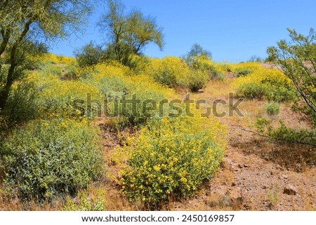 The Vast Sonora desert in central Arizona USA on a early spring morning with wild flowers Brittlebush and Texas Bluebonnets Royalty-Free Stock Photo #2450169857