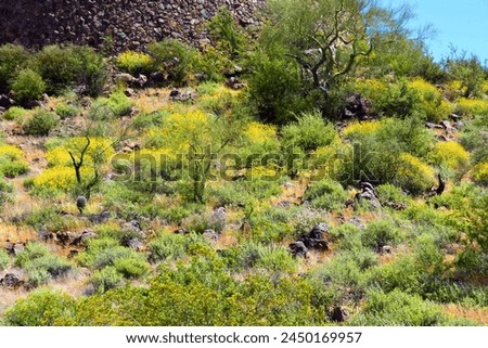 The Vast Sonora desert in central Arizona USA on a early spring morning with wildflowers Brittlebush and Texas Bluebonnets
 Royalty-Free Stock Photo #2450169957