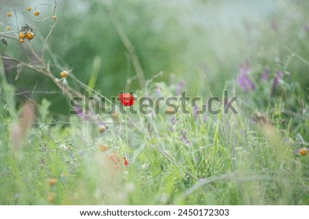 Close-up of Wild poppy flower on the green field in rural Greece at sunset