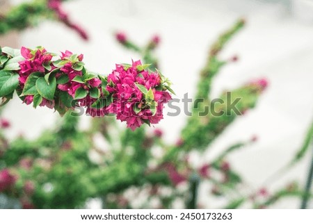 Beautiful pink bougainvillaea with leaves in a garden, close up, outdoor photography