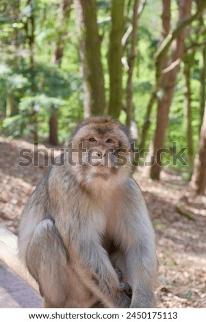 The magot, or Barbary monkey, or Maghreb macaque, or tailless macaque, is the only monkey living wild in Europe. Vertical photo 