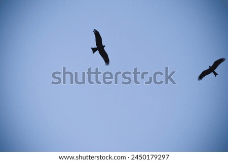 Flying bird on the light blue sky, blue sky landscape  background 