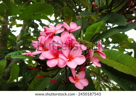 Pink frangipani tropical flower, plumeria flowers in a tree, spa flower