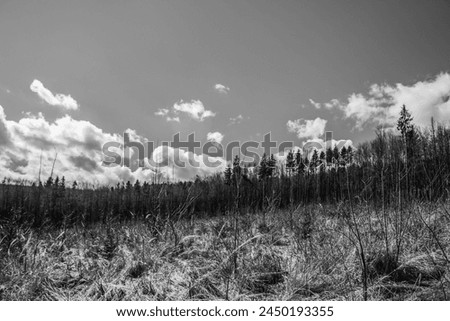 Forest - Europe, Romania, Suchav region, Marginea, 727345