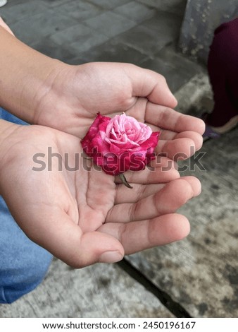 selective focus image of hand holding pink rose flower