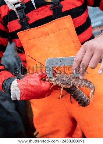 Vertical photo of an unrecognizable fisherman measuring a lobster on a boat Royalty-Free Stock Photo #2450200091