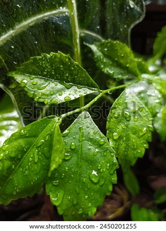Putri tali plant exposed to rainwater, Anyer Royalty-Free Stock Photo #2450201255