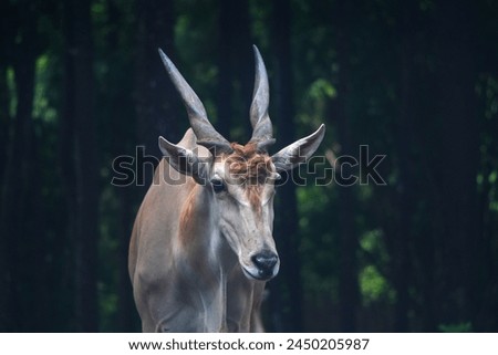 Exotic look of a deer Taurotragus oryx with its beautiful horns Royalty-Free Stock Photo #2450205987