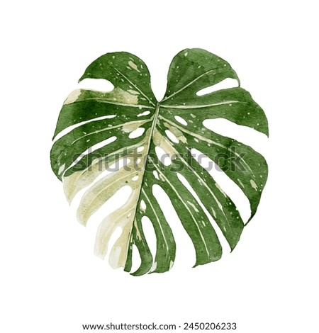 Monstera Deliciosa Albo Variegata leaves, tropical plant on an isolated white background, watercolor hand drawn illustration