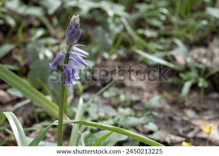 Beautiful bluebell a symbol of humility constancy gratitude and everlasting love