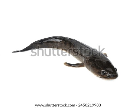 Large, fresh, not dead snakehead fish placed isolated on a white background.