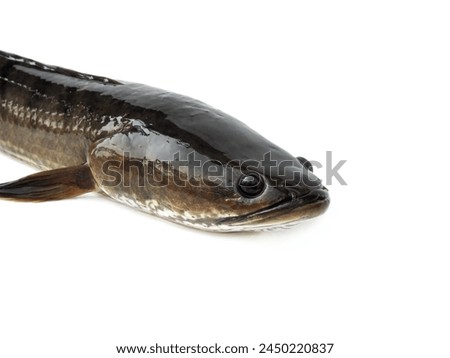 Macro close-up photography  Large snakehead fish, fresh, not dead, isolated on white background.