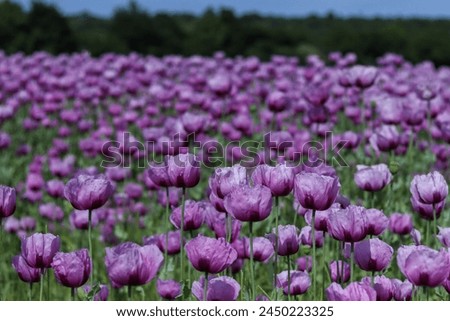 A beautiful field of rare purple poppy flowers