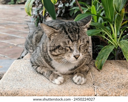 A cat is resting on a brown tile in the garden during the day. The photo was taken from close range. Selective focus.