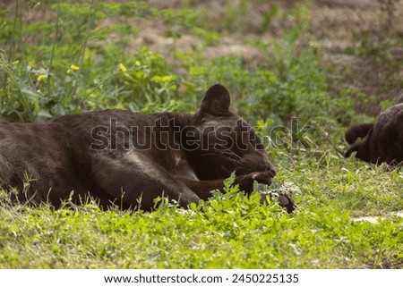 Sleeping Black Jaguar. A Black Panther is the melanistic colour variant of the leopard (Panthera pardus) and the jaguar (Panthera onca). Black panthers of both species have excess black pigments.