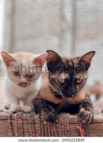2 cat best friends posing for a cute picture