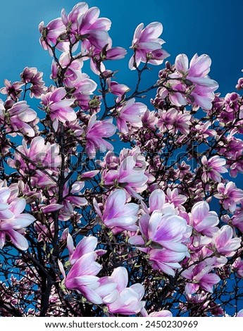 flowering magnolia in a garden