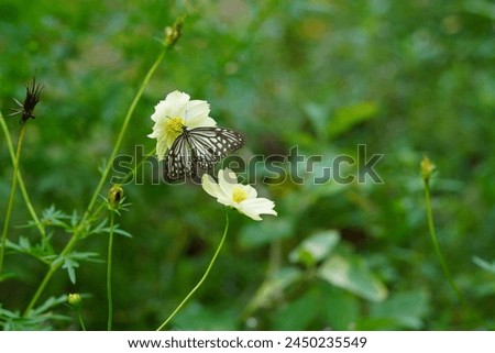 The Glassy Tiger butterfly, scientifically known as Parantica agleoides, is a species of butterfly belonging to the family Nymphalidae.The Glassy Tiger butterfly is renowned for its translucent wings  Royalty-Free Stock Photo #2450235549
