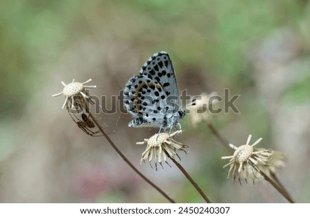 Scolitantides orion (Checkered Blue) butterfly