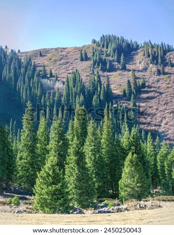 Enjoy the serene beauty of the majestic Tien Shan spruce and birch trees. Immerse yourself in the enchanting autumn landscape among the rocky cliffs. Feel the tranquility of these mountain heights
