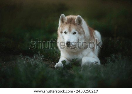 Portrait of the beautiful siberian husky dog with brown eyes lying in the dark forest in fall