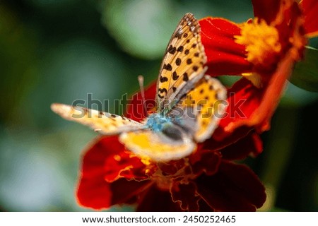 Marveling at the delicate dance of a butterfly on a petal-stage Nature Ninja