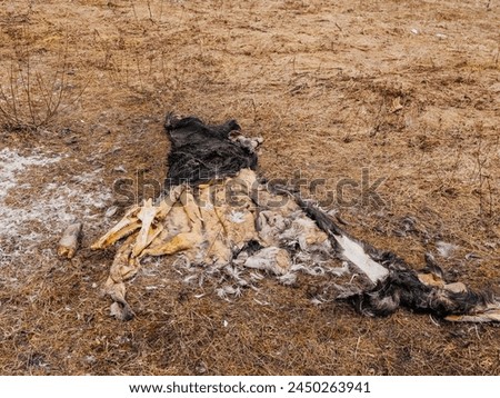Deer fur and skull on the ground left by poachers. Illegal activity and unlicensed kill of animal during off hunting season for meat. Tragic scene. Criminal act against law and nature Royalty-Free Stock Photo #2450263941