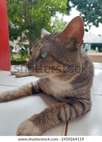 A handsome male domestic cat