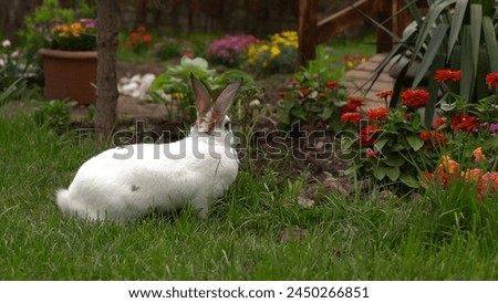 easter bunny in the garden