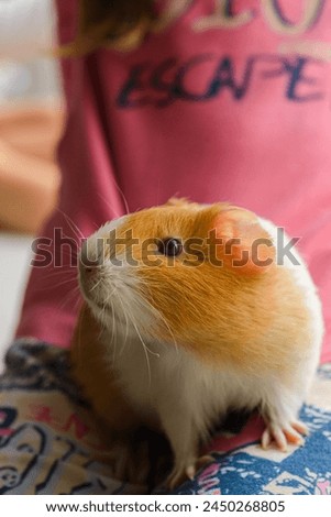 white and red-spotted guinea pig pig on pink background, close up portrait. High quality photo
