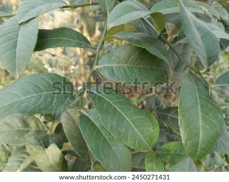 Among the different varieties of lemon trees, this is a Chinese variety, whose leaves are pictured.