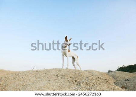 A poised Ibizan Hound dog stands on a sandy mound against a pale sky, its large ears catching the gentle breeze.  Royalty-Free Stock Photo #2450272163