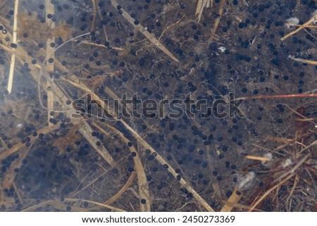A closeup natural image of a small grassy pond full of frogspawn. The jelly is filled with dark dots as the tadpoles develop high in the Scottish Highlands. Royalty-Free Stock Photo #2450273369