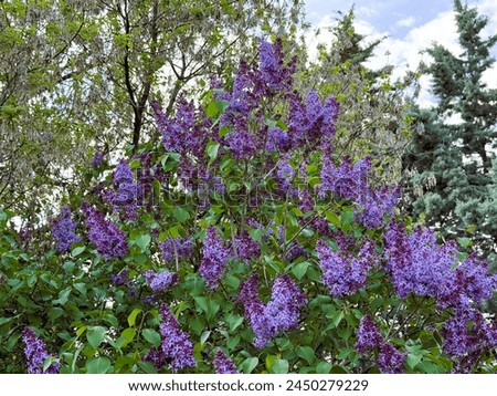 Spring flower, branch purple lilac. Syringa vulgaris. Beautiful purple flowers of fresh lilac blossom. Spring flowers concept high resolution image.
