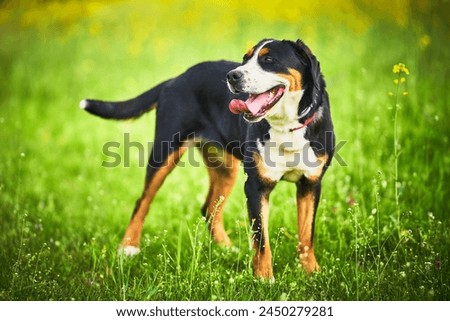 The Great swiss mountain dog