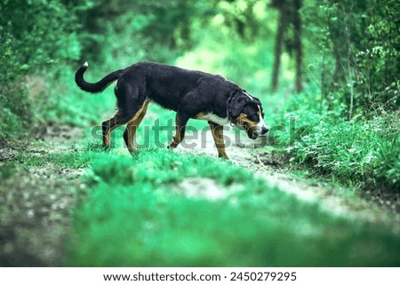 The Great swiss mountain dog