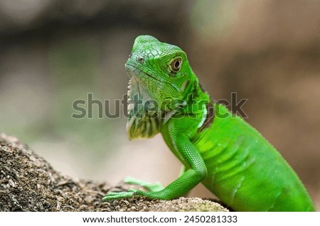 Green lizard close up. A picture of iguana