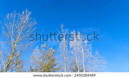 Pine, aspen and birch trees grow in the city park. Their crowns rise high into the blue sky. In winter their branches are covered with frost. Above them the sky is blue. Sunny, frosty weather Royalty-Free Stock Photo #2450284489