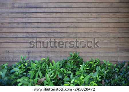 Wood wall and green leave