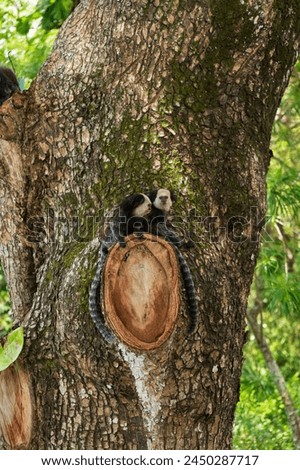 Monkey common marmoset on a tree