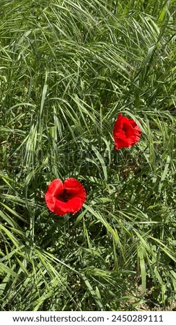 Two red poppies in the middle of the tall grass 