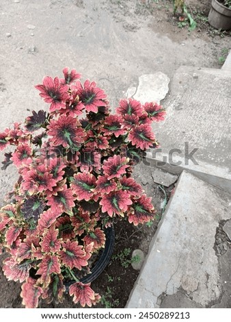 Miana flower (coleus scutellarioides). the leaves can be used as medicine. the colors is red can be used to beautify the garden.
