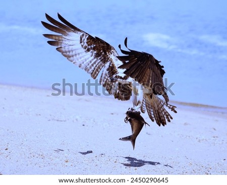 A majestic osprey is captured in mid-flight above a sandy beach, clutching a fish in its talons. The bird's wings are fully extended, revealing the impressive span and detailed feathers.