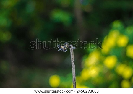 Rhyothemis variegata ( aka Onathumbi) is a fascinating species of dragonfly that contributes to the biodiversity and ecological balance of freshwater habitats.
